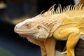 Golden yellow iguana with blurred background Royalty Free Stock Photo