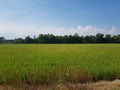 Golden yellow jasmine rice fields waiting to be harvested Royalty Free Stock Photo