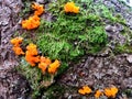 Golden yellow jelly fungus vibrant strong colored growing on mossy tree stump in detailed view