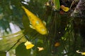 A golden yellow koi carp swimming among the bank of a small Thai koi pond.