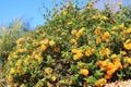 Golden Yellow Lantana Camara Shrub