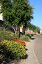 Golden Yellow Lantana Camara in Street Xeriscaping