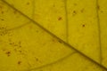 golden yellow leaf texture pattern. Royalty Free Stock Photo