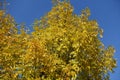 Golden yellow leaves of ash tree against blue sky Royalty Free Stock Photo