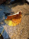 Golden yellow leaves fall in natural waterfall, at noon, the sunlight shines, sparkling on the surface of the water Royalty Free Stock Photo