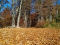 Golden yellow leaves on the ground in the autumn season on a calm sunny autumn fall day for relaxing in the natural environment