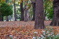 Golden yellow leaves on ground at autumn time in Central Park, New York City Royalty Free Stock Photo