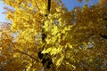Golden yellow leaves of red ash in autumn Royalty Free Stock Photo