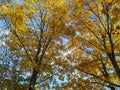 Golden yellow leaves on tree branches as a beautiful peaceful wallpaper during autumn fall season change, found in the wild forest Royalty Free Stock Photo