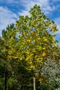 Golden, and yellow leaves Tulip tree Liriodendron tulipifera, Autumn foliage American or Tulip Poplar on blue sky background