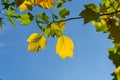 Golden, and yellow leaves of Tulip tree Liriodendron tulipifera. Close-up autumn foliage of American or Tulip Poplar on blue sky