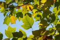 Golden, and yellow leaves of Tulip tree Liriodendron tulipifera. Close-up autumn foliage of American or Tulip Poplar on blue sky