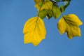 Golden, and yellow leaves of Tulip tree Liriodendron tulipifera. Close-up autumn foliage of American or Tulip Poplar on blue sky