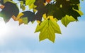 Golden, and yellow leaves of Tulip tree Liriodendron tulipifera. Close-up autumn foliage of American or Tulip Poplar on blue sky