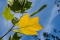 Golden, and yellow leaves of Tulip tree Liriodendron tulipifera. Close-up autumn foliage of American or Tulip Poplar on blue sky