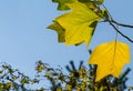 Golden, and yellow leaves of Tulip tree Liriodendron tulipifera. Close-up autumn foliage of American or Tulip Poplar on blue sky