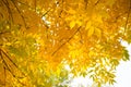 Golden Yellow Leaves Turning In Autumn Pretty Fall Foliage Background Royalty Free Stock Photo