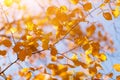 Golden, yellow leaves under sunbeams from the blue sky. Autumn background Royalty Free Stock Photo