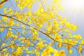 Golden, yellow leaves under sunbeams from the blue sky. Autumn background Royalty Free Stock Photo