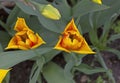 The golden yellow lily flowering Tulip Vendee Globe is marked by an orange red flame. Royalty Free Stock Photo