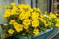 Golden yellow nemesia flowering plants on a windowsill. Royalty Free Stock Photo