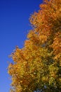 Golden Yellow Orange Fall Autumn Trees Branches Leaves Blue Sky Royalty Free Stock Photo