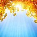 Golden, yellow and orange leaves Royalty Free Stock Photo