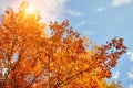 Golden, yellow and orange leaves under sunbeams from the blue sky. Autumn background Royalty Free Stock Photo