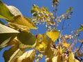 Golden, yellow and orange leaves under sunbeams from the blue sky. Royalty Free Stock Photo