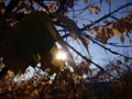 Golden, yellow and orange leaves under sunbeams from the blue sky. Royalty Free Stock Photo