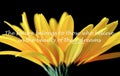 Yellow burst and an inspiring quote by Eleanor Roosevelt. Royalty Free Stock Photo