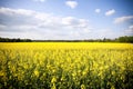 Golden yellow field Royalty Free Stock Photo