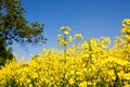 Golden yellow field Royalty Free Stock Photo