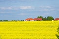 Golden yellow field Royalty Free Stock Photo