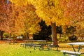 Golden Yellow and Red Fall Colored Trees, Picnic Tables Royalty Free Stock Photo