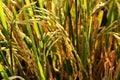 Golden yellow rice field background rice field in Thailand