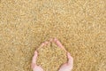 Golden yellow rice paddy in hand Royalty Free Stock Photo