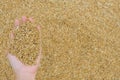 Golden yellow rice paddy in hand Royalty Free Stock Photo