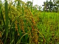 Golden yellow rice ready for harvest