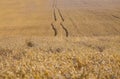 Golden yellow ripe ears of wheat or rye in a field at the end of summer on sunny day. Furrows from wheels of agricultural machines Royalty Free Stock Photo