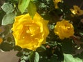 The Golden Yellow Rose in International Horticultural Exhibition 2019 Beijing China Royalty Free Stock Photo