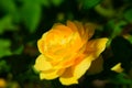 Golden yellow rose on a natural stem with green leaves. Stock Photo