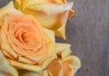 Golden yellow roses against a soft grey background