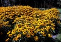 Golden yellow Rudbeckia flower also know as Black Eyed Susan or Coneflower