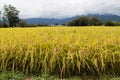 Golden yellow short grain paddy rice field