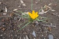 Golden yellow flower of crocus in March Royalty Free Stock Photo