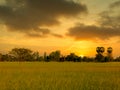 The golden-yellow sky at sunrise and the green-yellow fields Royalty Free Stock Photo