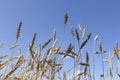 Golden yellow spikelets of ripe wheat in field on blue sky background, selective focus Royalty Free Stock Photo