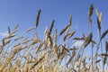 Golden yellow spikelets of ripe wheat in field on blue sky background, selective focus Royalty Free Stock Photo