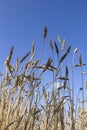 Golden yellow spikelets of ripe wheat in field on blue sky background, selective focus, vertical Royalty Free Stock Photo